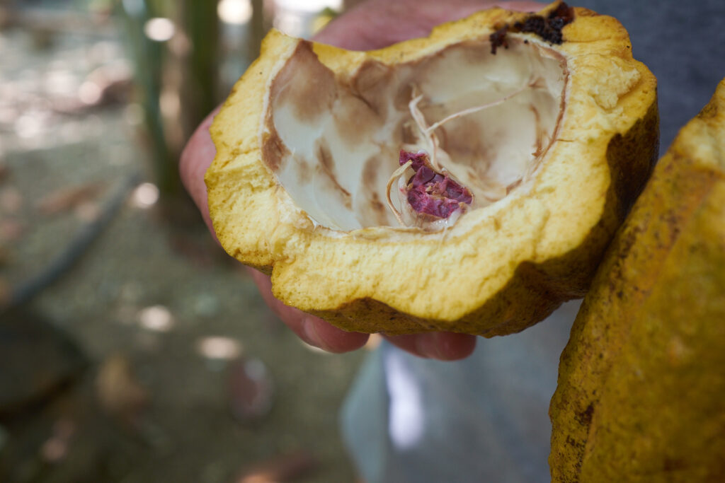 Cacao Fruit