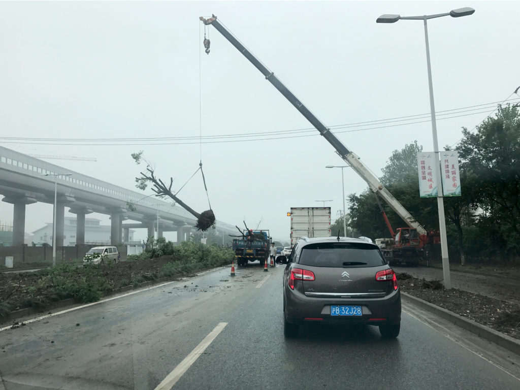 Removing a tree on the highway