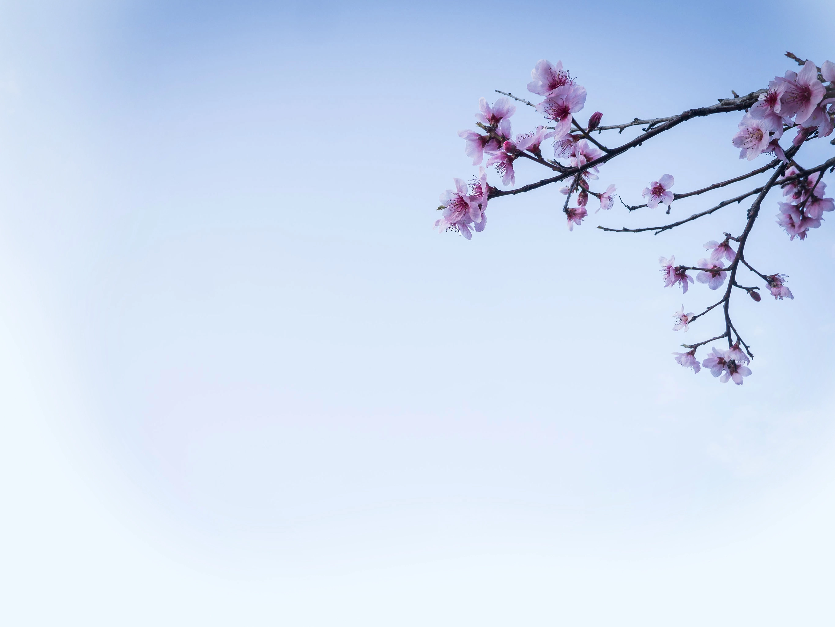 sakura in backyard at Holicombe